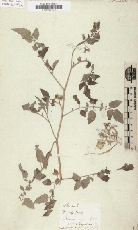Alexander von Humboldt Solanum humboldtili oil painting image